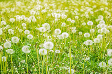 White dandelions on a green background.