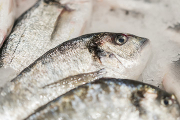 fresh chilled sea fish on ice. Fresh fish from the sea to the market displayed on a thick bed of fresh ice that is not melting to retain its natural flavor and its natural appearance.