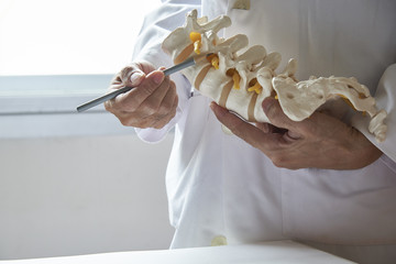 A doctor  pointing at lumbar vertebra model in medical office - obrazy, fototapety, plakaty
