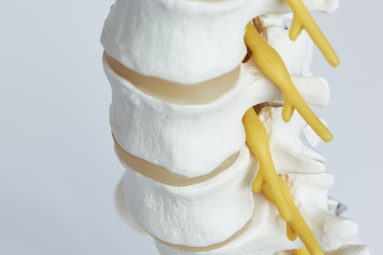 Close-up view of nerve exiting from lumbar spine model
