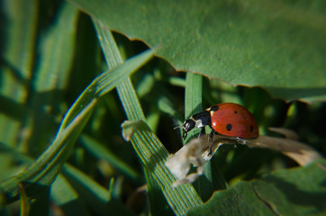 Ladybug on grass