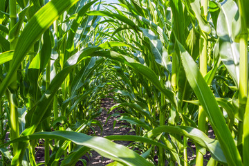 strong, even corn plants on the field, in the phase of the formation of the rock, under the sunny sky