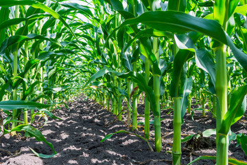 strong, even corn plants on the field, in the phase of the formation of the rock, under the sunny...