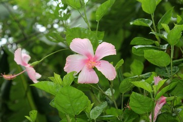hibiscus flower on a natural background. In the tropical garden