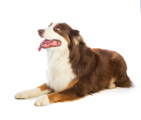 Tricolor red Australian shepherd