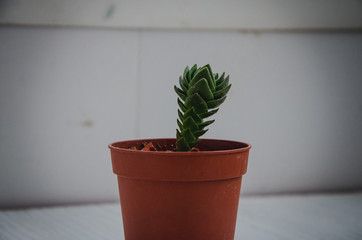 close-up view of beautiful  succulent in pot