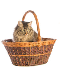 Fototapeta na wymiar Big cat norvegian, feline with long hair, in basket