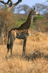 Giraffenbaby