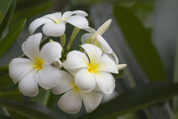 Fototapeta na wymiar Frangipani (plumeria) flower in garden.