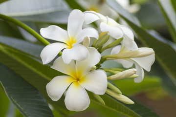 Frangipani (plumeria) flower in garden.