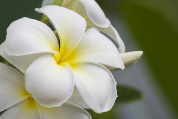 Frangipani (plumeria) flower in sunlight.