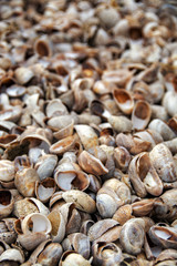 shell beach