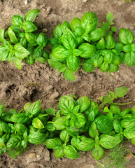 Young sprouts of Basil in the open field. 