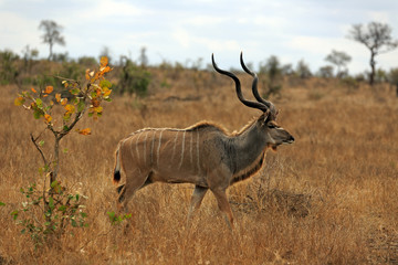 Kudu