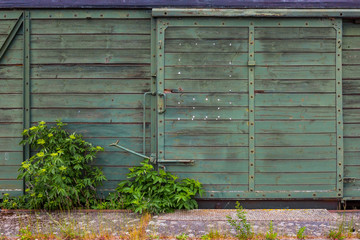 Bewachsene grüne Aussenwand eines ausrangierten Waggons 