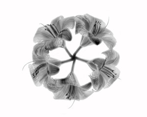 Circle of Lillies in Black and White