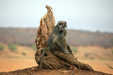 Pavian