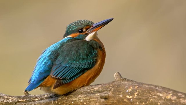 Common kingfisher (Alcedo atthis)