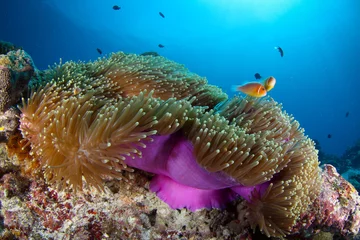 Coral reef with anemone and clownfish in Palau, Micronesia © flyingwalrus