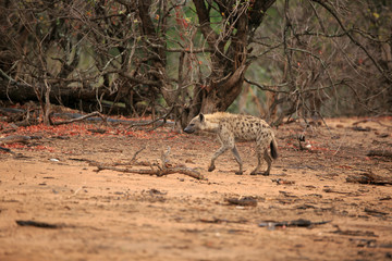 Hyäne