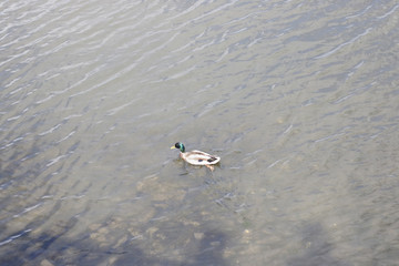 duck swims in the lake of the city park