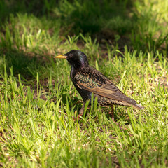 Black starling walks in green grass outdoors