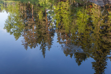 forest in the summer of Karelia with reflection in mirror water 
