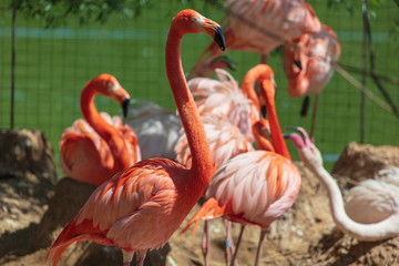 Pink flamingos are walking in the park