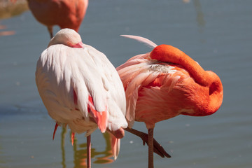 Two pink flamingos sleep on the nature