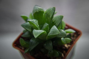 close-up view of beautiful  succulent in pot