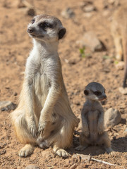 Surikat in a park in the nature