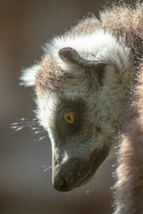 Portrait of a lemur at the zoo