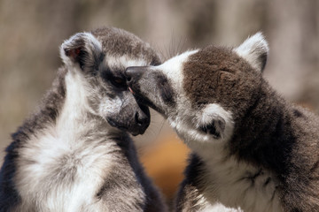 Two lemurs kiss on the nature