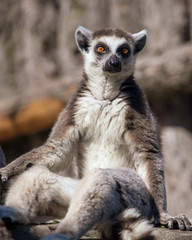 Portrait of a lemur at the zoo