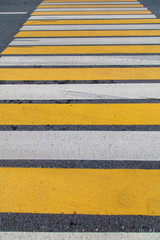 Zebra at the pedestrian crossing on the road
