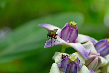 Close up macro of Calotropis gigantea (Crown flower) blooming,fly sits on it