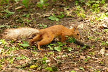 Squirrel runs on the ground in the park