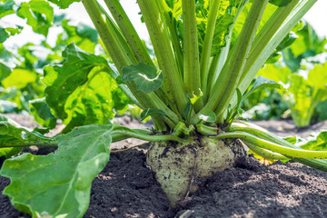 huge sugar beet plants on the field under the sunny sky with powerful roots