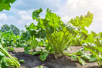 huge sugar beet plants on the field under the sunny sky with powerful roots