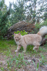 Naklejka na ściany i meble Fluffy red cat walks along wooden paths in the forest