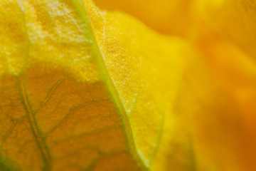  Flower of vegetable marrow.