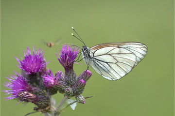 Baumweissling aif Blume