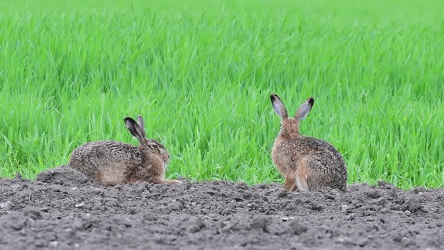 Brown hare pair sitting on the field and look, mating time, spring, germany,  (lepus capensis)