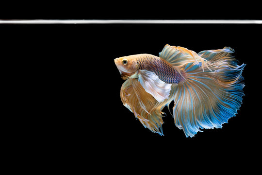 Halfmoon betta beautiful fish. capture the moving moment beautiful of siam betta fish in thailand on black background. Rhythmic of Betta fish, siamese, fighting fish, betta splendens.