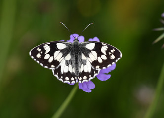 Schachbrettfalter auf Blume