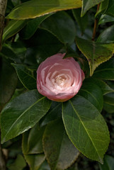 Kamelienblüte im eigenen Garten
