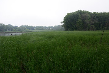 Obraz premium Water Grass