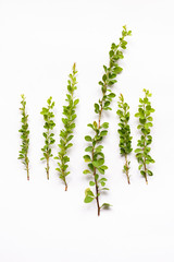 floral branches plant barberry bush with leaves on background isolated