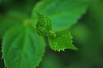 Green leaf background