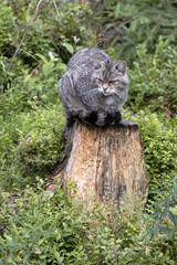 Wildkatze